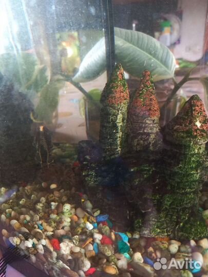 Аквариум