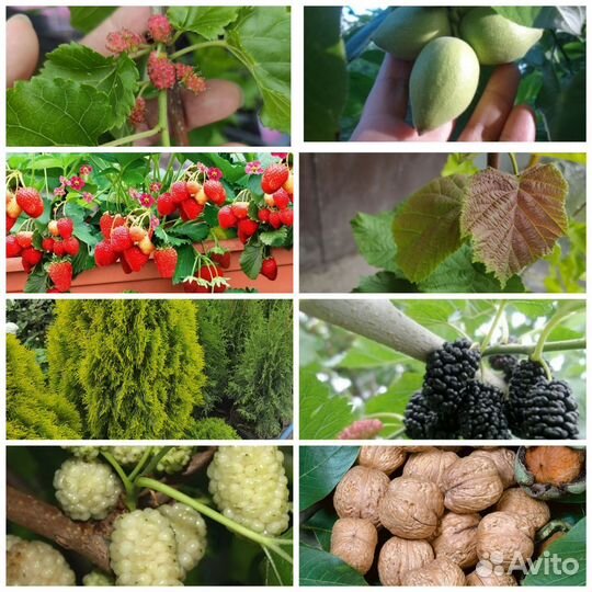 Саженцы зкр грецкий, манжурский,фундук, шелковица