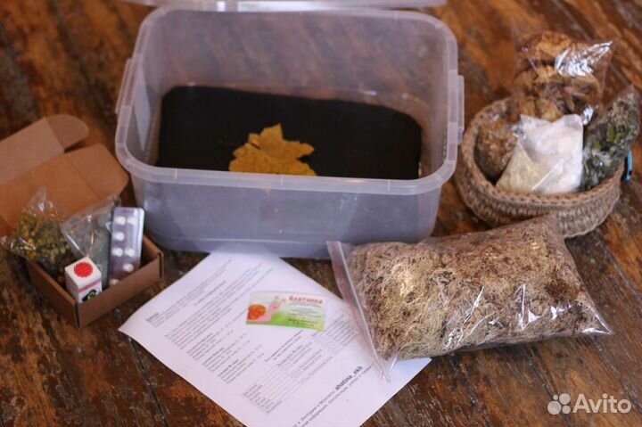 Контейнер для улиток Ахатина 16,5л новый