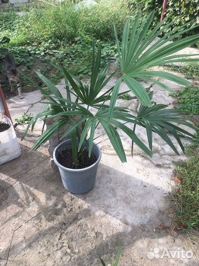 Пальма веерная