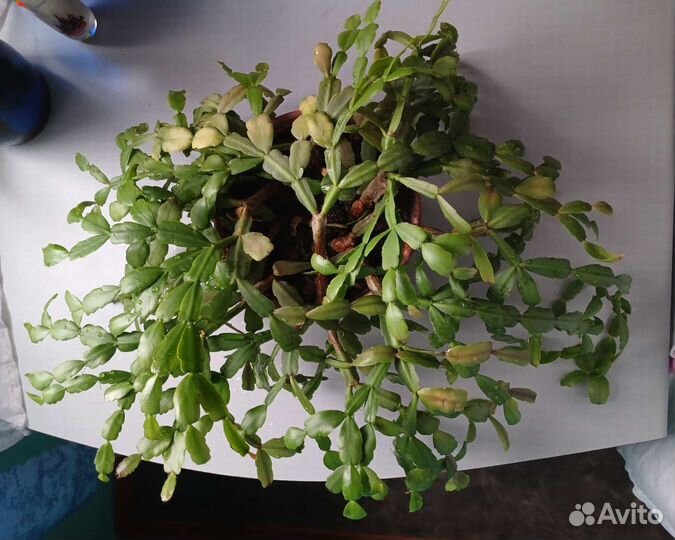 Декабрист зигокактус шлюмбергера