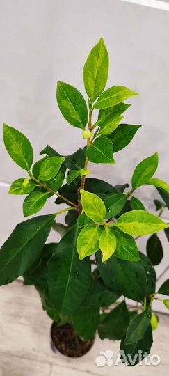 Фикусы сортовые