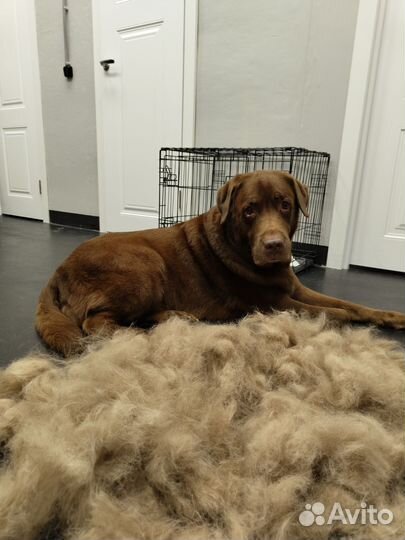 Груминг Крупных собак Экспресс-линька, Гигиена