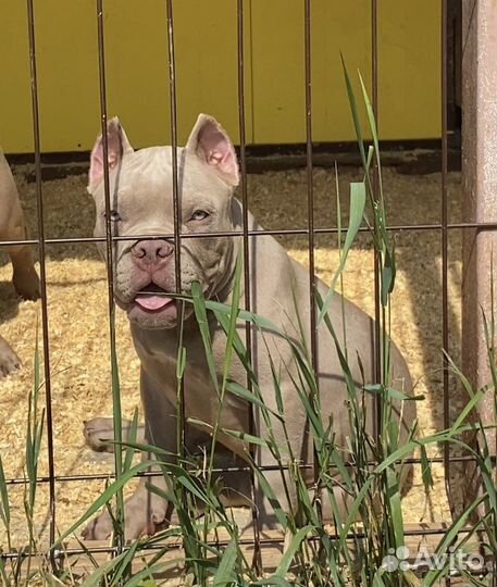 Американский булли - красивые мальчишки