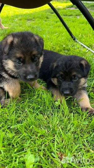 Немецкая овчарка