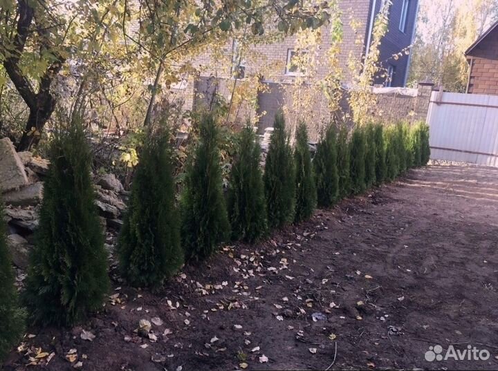 Туя смарагд