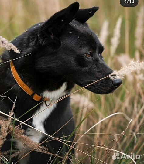 Девочка томится в клетке приюта