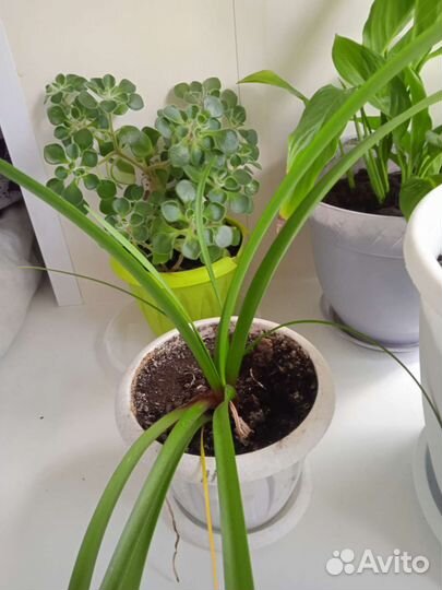 Комнатные растения цветы