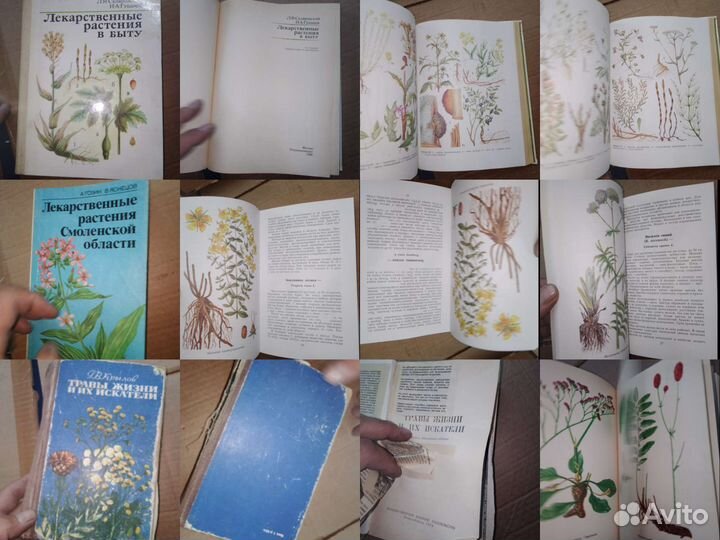 Лекарственные растения СССР и из применение