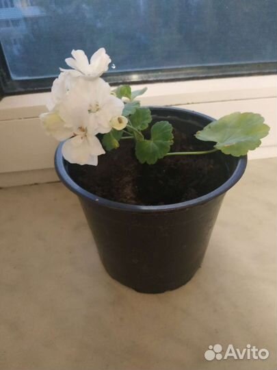 Домашние цветы фуксии,герани