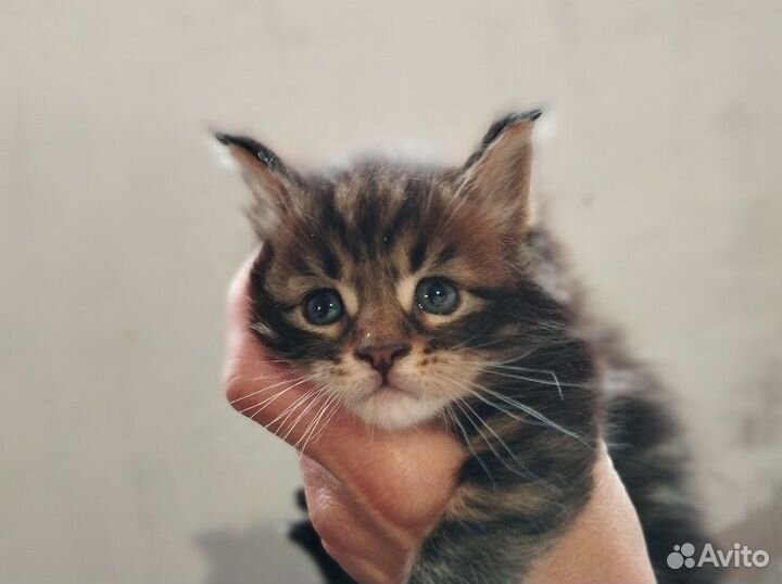 Котята мейн-кун