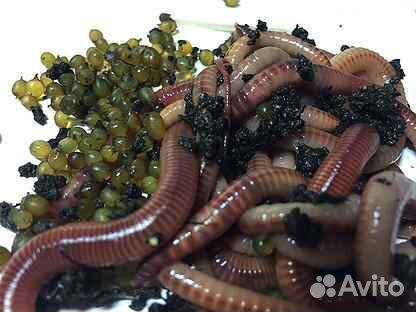 Червь дендробена