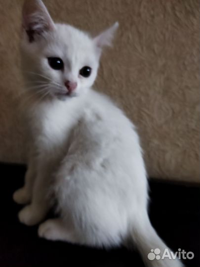 Котята турецкой ангоры