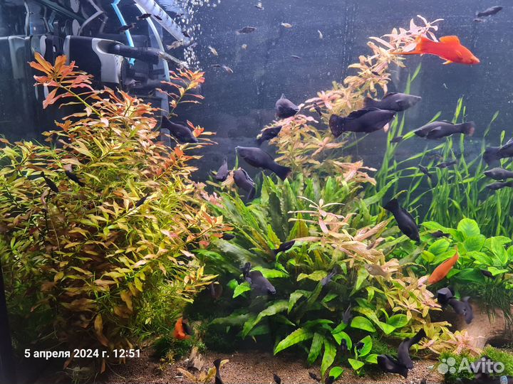 Аквариумные растения