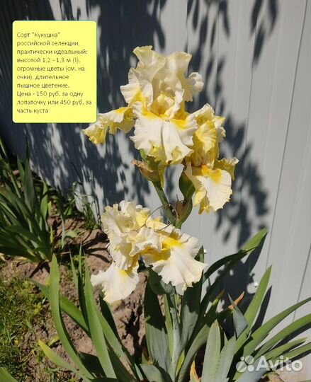 Ирисы бородатые сортовые