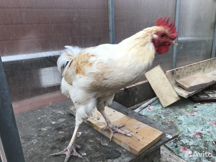 Молодые петушки