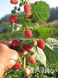 Саженцы облепихи,малины,вишни, ежевики, земляники