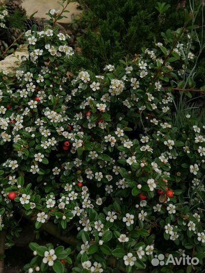 Кизильники, Жимолость вечнозеленые