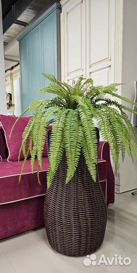 Папоротник нефролепис искусственный