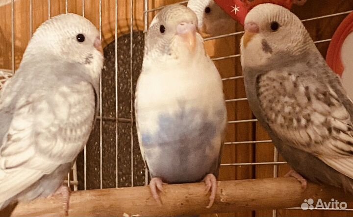 Волнистый попугай, корелла, амадинки,неразлучник