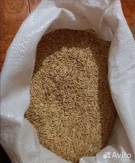 Пшеница озимая, Горох на корм/посев