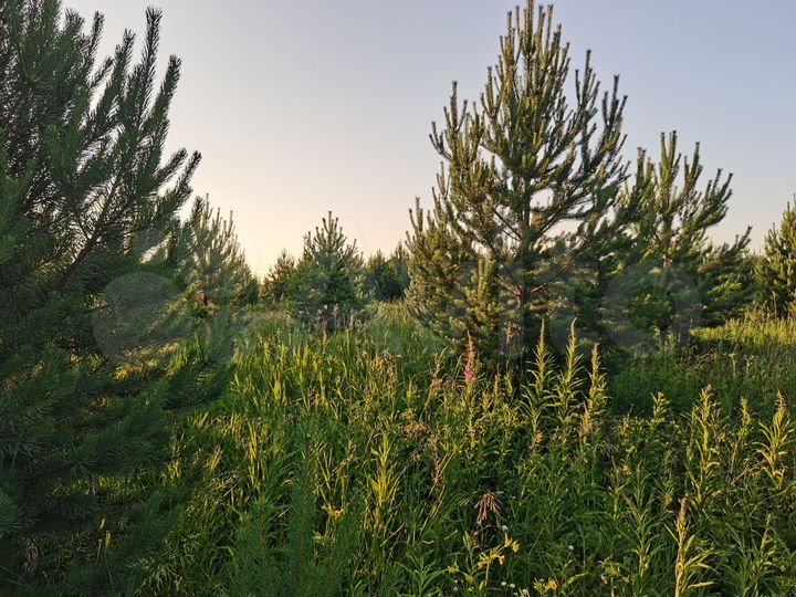 Участок 20 сот. (ИЖС)