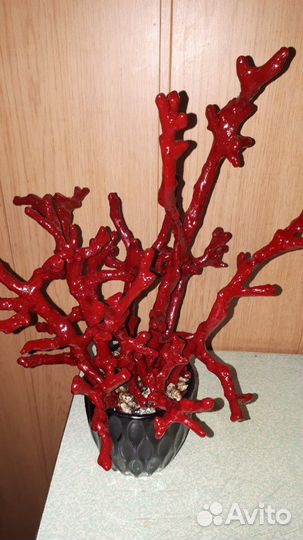 Декоративные кораллы