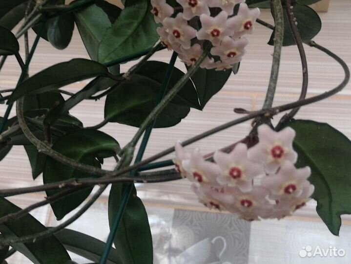 Хойя взрослая