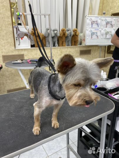 Грумер (стрижка собак малых и средних пород)