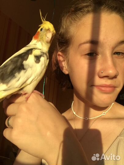 Мальчик - попугайчик корелла