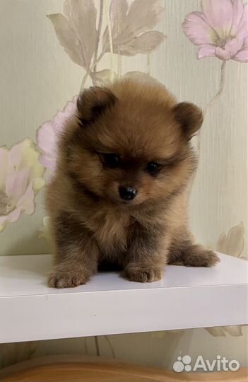 Померанский шпиц