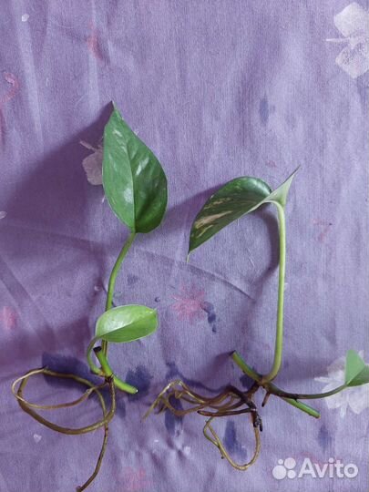 Сциндапсус