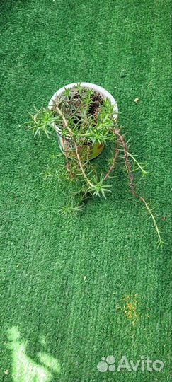 Петуния ампельная,гелиотроп,суккулент