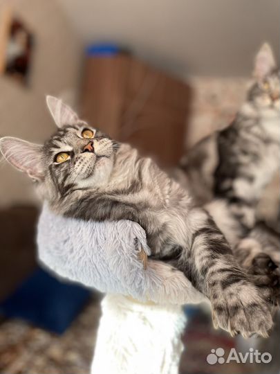 Кошка мейкун