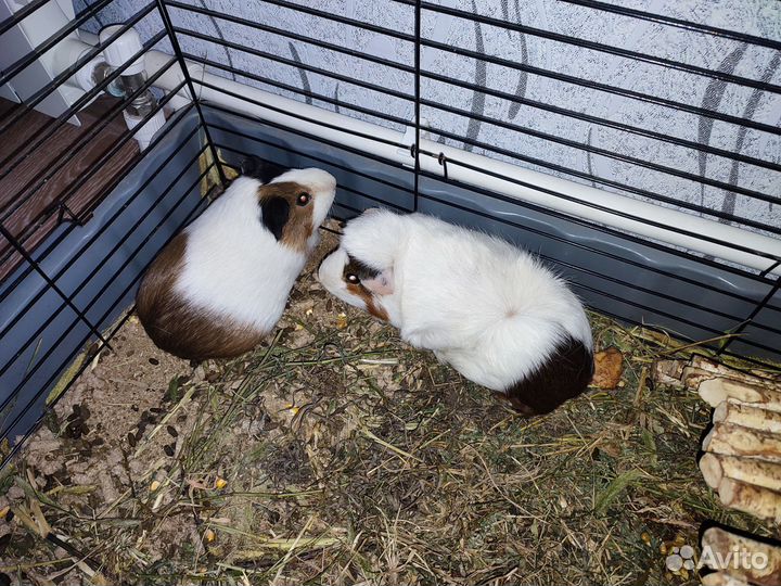 Морская свинка