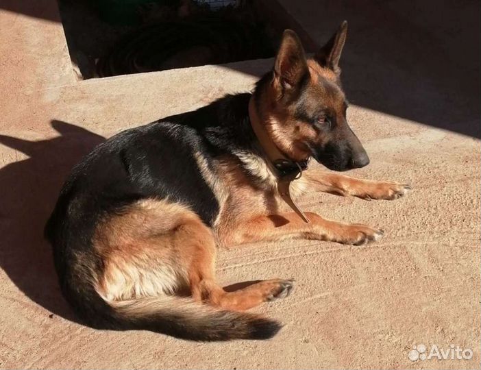 Немецкая овчарка продажа щенков