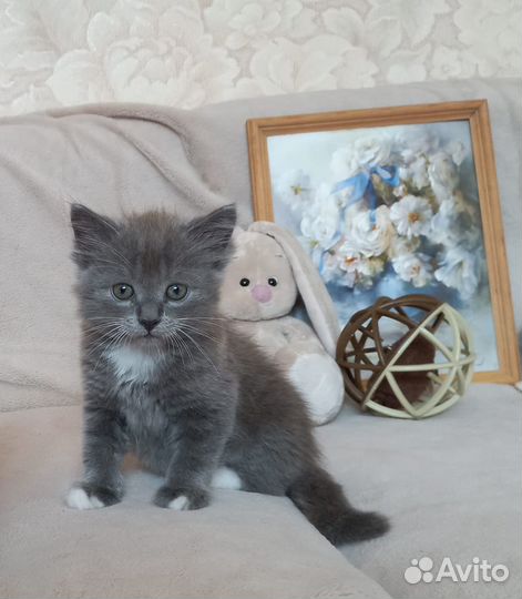 Котята ищут свой новый дом