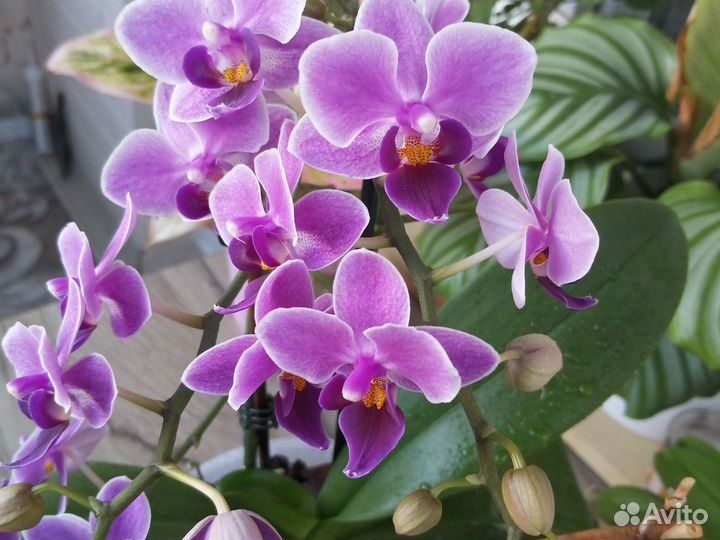 Фаленопсис