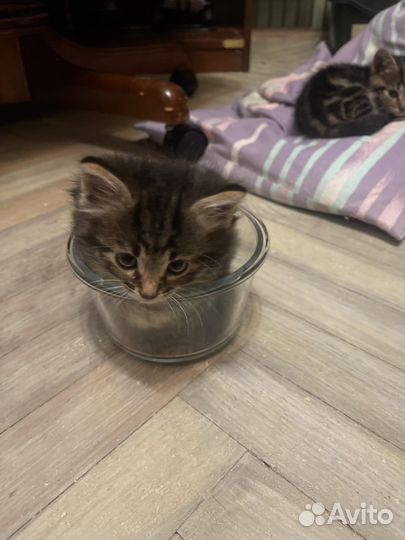 Котенок бесплатно