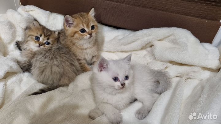 Британские котята, драгоценных окрасов