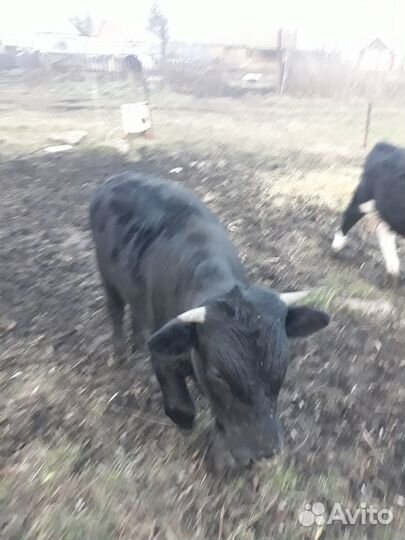 Телята бычки