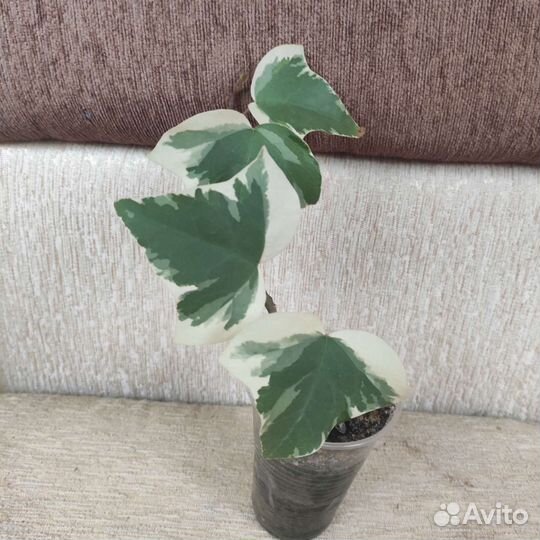 Редкие плющи, ахименес