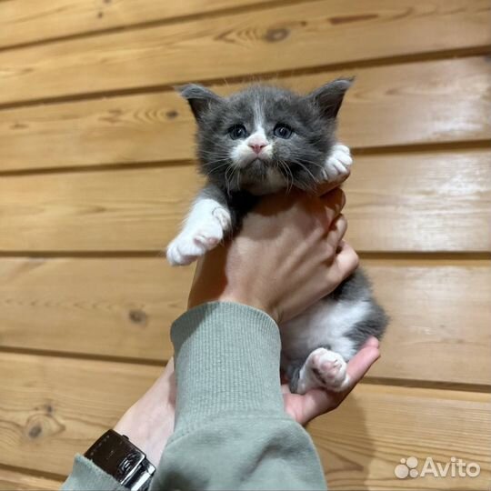 Мейн-кун котята в любимцы и разведение