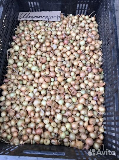 Лук севок розница/мелк.опт в ассортименте