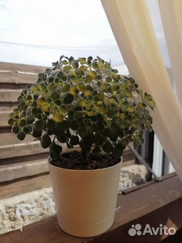 Аихризон дерево любви