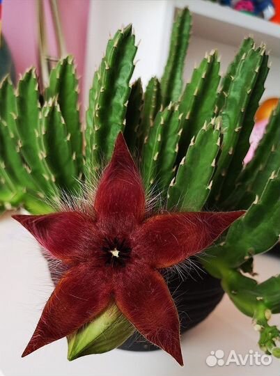 Кактусы и суккуленты