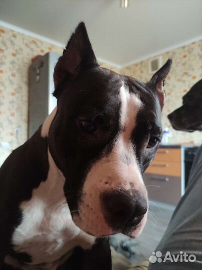 Передержка животных и дрессировка собак