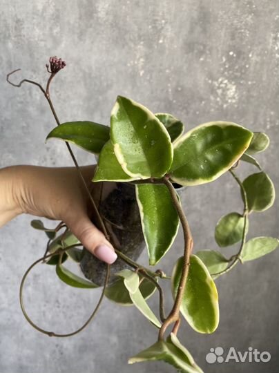 Хойя Кримсон Квин и паразитика альбомаргината