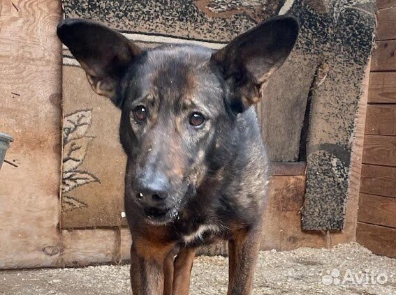 Трусливая Феня тяжело выживает в приюте