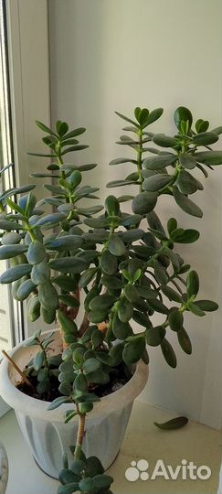 Крассула толстянка